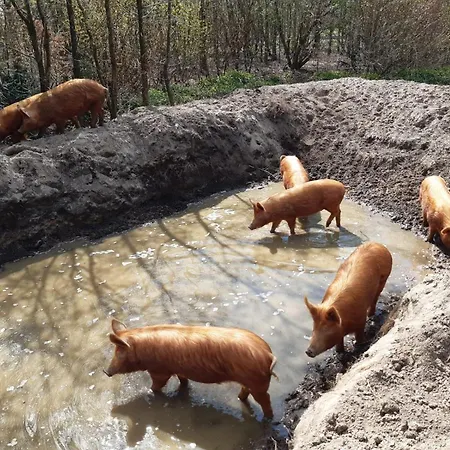 호텔 Porcus Campus