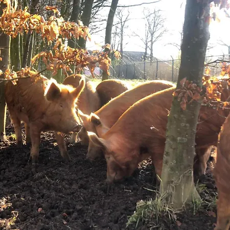 Hotel Porcus Campus Aarle-Rixtel