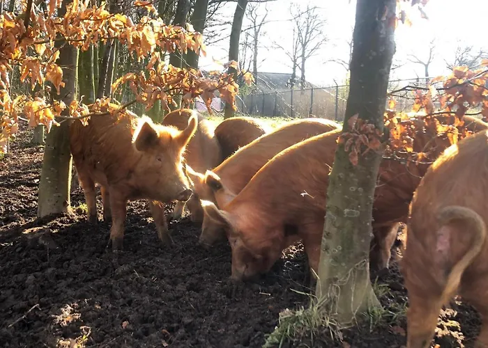 Hotell Porcus Campus Aarle-Rixtel