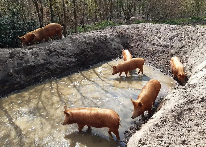 Hotell Porcus Campus